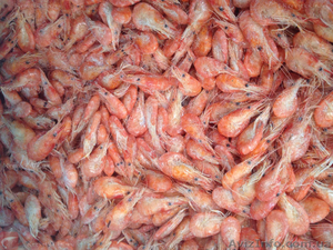 Крупная креветка . #1639824