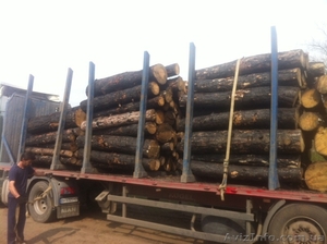 лес кругляк сосна горельник #1638305