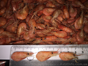 Черномоская креветка . Вы ее нашли !!! #1639828