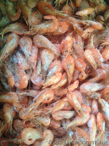 Живой краб ,  черноморская креветка . #1639823