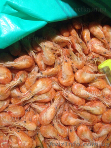 Креветка оптом и в розницу  #1639820