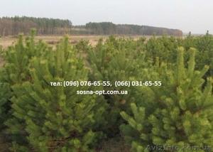 Сосна,  новогодняя елка оптом (Пихта,  сосна,  Крымка) #1637774