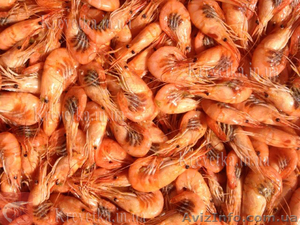 Рыба . Креветка . #1639819