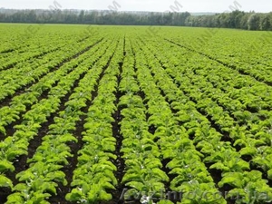 Цукровий буряк - Граніс #1642279