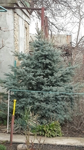Ели голубая и обычная продам #1322842