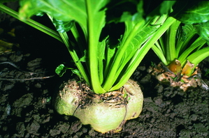 Цукровий буряк - АВТОРИТЕТНИЙ #1642166