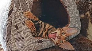 Котята бенгальской породы. Новогодние цены! #1643818