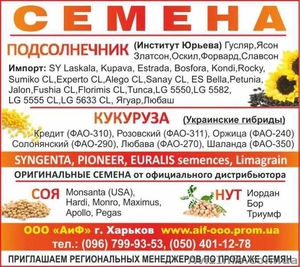 Семена подсолнечника (качественный посевной материал) #1644325