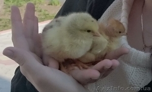 Продаж курчат,  каченят та індиченят. #1644026