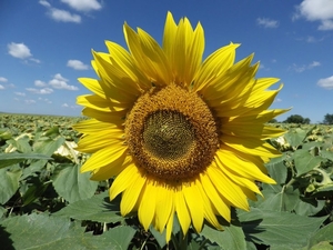 ЖАЛОН F1 досходовий (екстра,  стандарт) #1645601