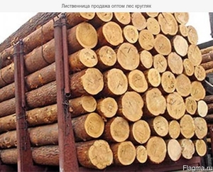 Лес кругляк #1645357