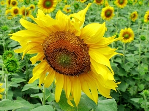 НС ТАУРУС насіння соняшника під євро-лайтнінг #1645019