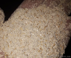 Ячменные отруби оптом,  средним оптом #1636894