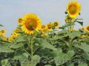 Рими насіння соняшнику під євро-лайтнінг #1643425