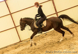 Обучение верховой езде в Харькове,  уроки верховой езды #1643267