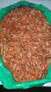 Продам креветку черноморскую #1647317