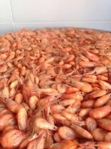 Креветка черноморская.(мелкая-отсев) #1647259