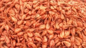 Креветка черноморская свежий вылов #1647255