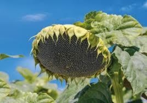 насіння соняшнику гібрид Карат #1646199