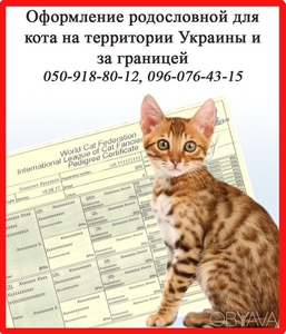 Оформлення родоводу для кота на території України та за кордоном,  Харків #1647581
