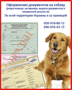 Оформити родовід на собаку. Оформлення посліду,  Харків #1647587