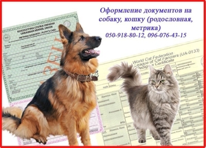 Оформлення ветеринарних документів від 1 дня для котів,  собак,  Харків #1647590