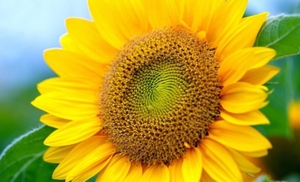 Пропонуємо гібрид Солтан SU  #1646448