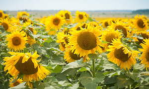 Толедо – насіння соняшнику толерантного до 50 г /га гранстару #1646447