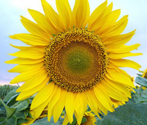 УКРАЇНСЬКЕ СОНЕЧКО (90–95 дн) #1646732