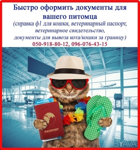 Терміново супровідні документи для кішки (довідка ф1 і т.д.),  Харків #1647591