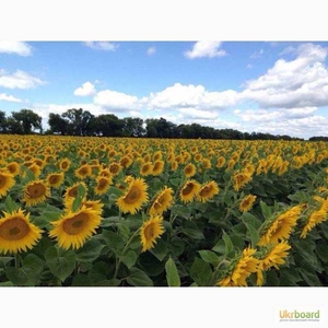 Качественные семена подсолнечника и кукурузы #1649777