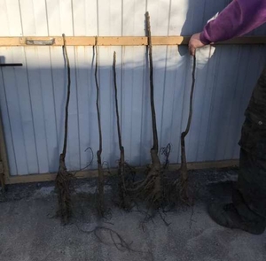 Купить саженцы орехов. Питомник. Опт и розница. #1650967