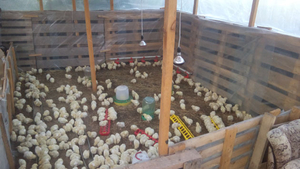 Супер Цыплята бройлер КОББ-500 #1572411