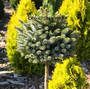 хвойные и декоративно лиственные растения #1649685