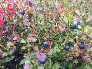 Сбор ягод в Финляндии,  предложение от собственника апартаментов. #1651103