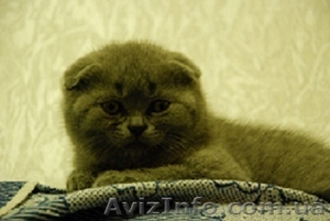Скоттиш-страйт и скотиш-фолд (шотландские) в Киеве #1649483