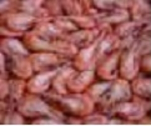 Продам черн0морскую креветку #1649965