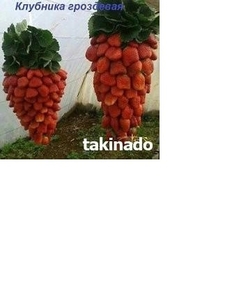 Рассада клубники 2 грн. Херсон #1652154