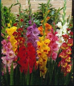 Гладиолусы - смесь сортов - 10 луковиц #1651940