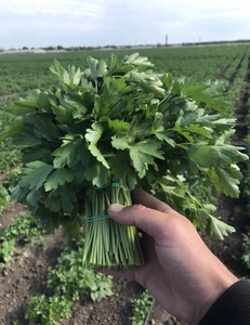 Продам на экспорт укроп/петрушка #1653113