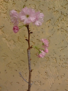 Продам. Сакура (Японская вишня) #1654106