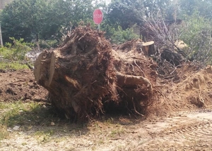 Порезка дров,  спил деревьев,  корчевание пней,  удаление кустов #1656645