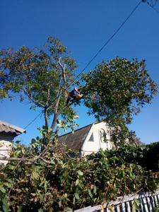 Спилим деревья,  распилим на дрова #1656101