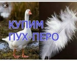 Куплю пух,  перо,  подушки,  перины,  пуховые одеяла (дорого) #1658259