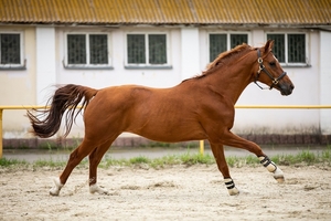 Продам мерина УВП Дубровник #1658496