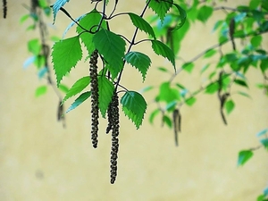 Продам. Натуральный  берёзовый  сок  100%. квас,  сироп. Кленовый  сок,  сироп.  #1659746