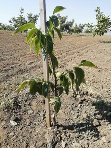 Привитые саженцы грецкого ореха #1660690