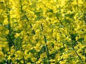 Озимий ріпак Андромеда #1660347