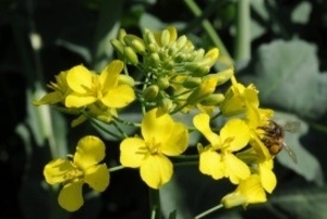 Озимий ріпак – Авентадор,  ТОВ «РапсОіл»,  Україна #1660238