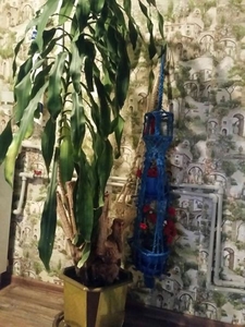 Продам пальму.   #1661383